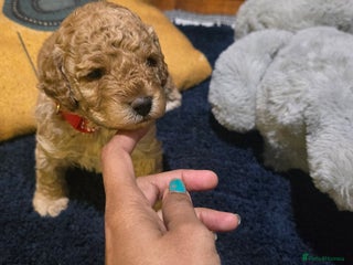 Cockapoo dogs - Advert 36