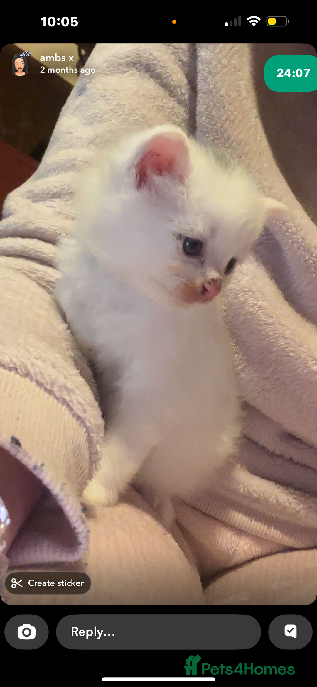 Mixed Breed cats for sale: FOR SALE!! cats and kittens x - Image 5