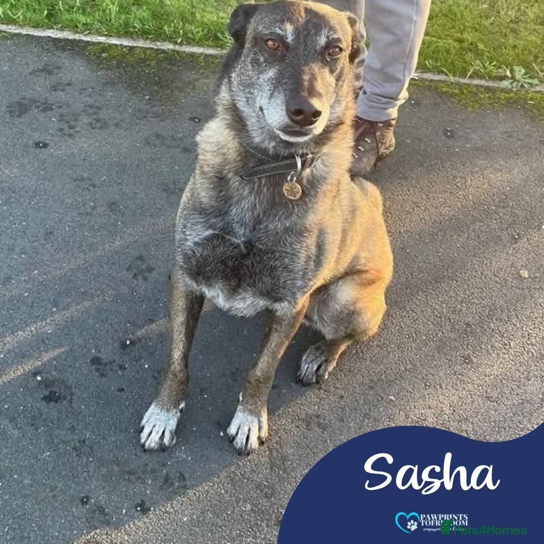 Mixed Breed dogs Meet Sasha, currently residing in Merseyside  - Advert 1