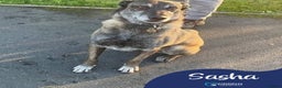 Mixed Breed dogs for adoption: Meet Sasha, currently residing in Merseyside  - Advert 1