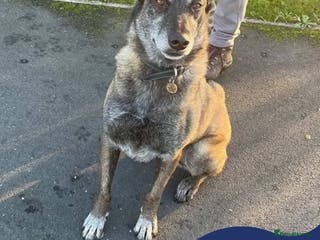 Mixed Breed dogs Meet Sasha, currently residing in Merseyside - Advert 6