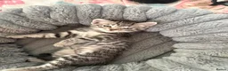Mixed Breed cats for sale: 5 Beautifl kittens for sale  - Advert 11