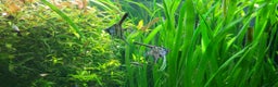 Angelfish fish for sale: Stunning stripes Angel Fish - Advert 17