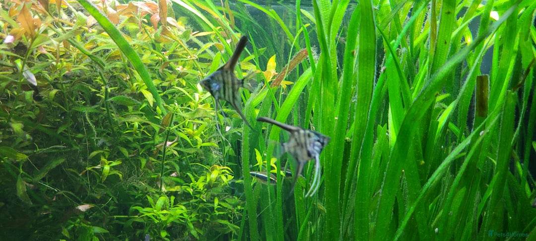 Angelfish fish for sale: Stunning stripes Angel Fish - Advert 17