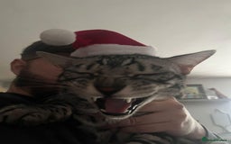 Bengal cats for sale: Sensational Silver Bengal boy requires new family  - Image 12