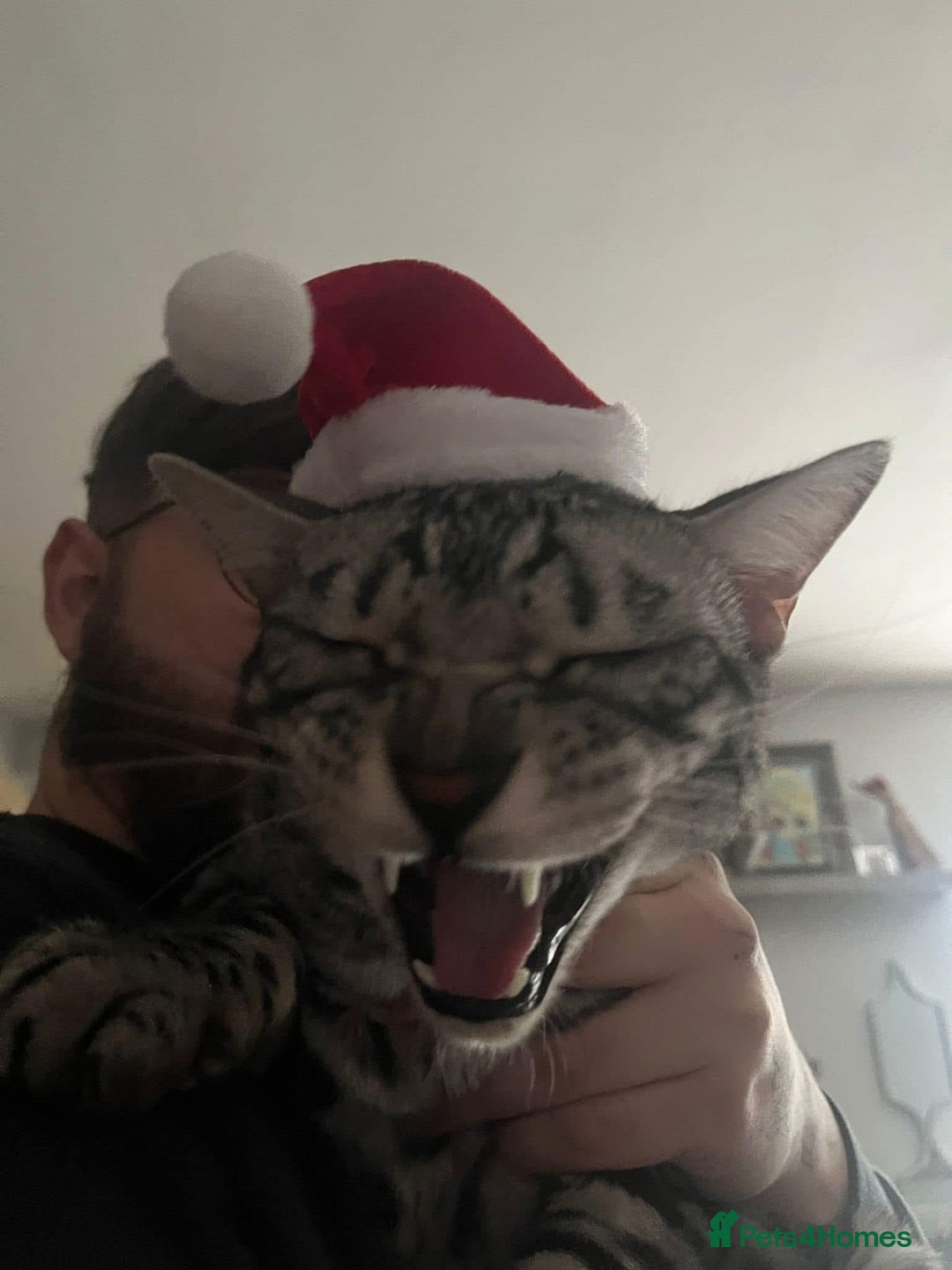 Bengal cats for sale: Sensational Silver Bengal boy requires new family  - Image 12