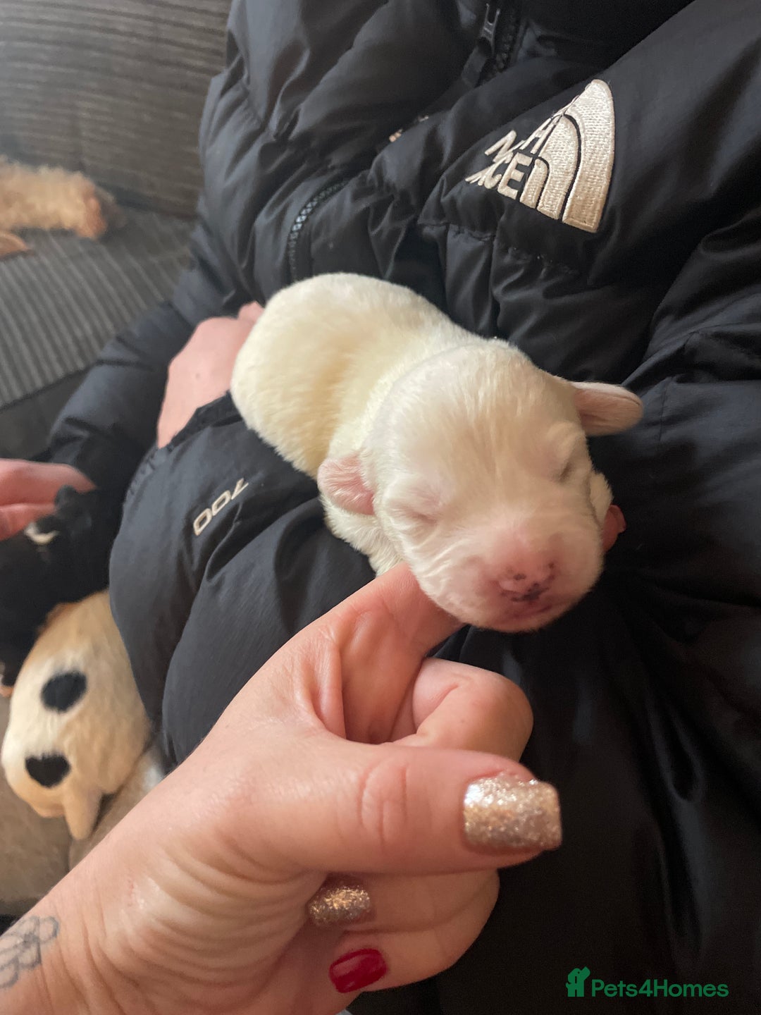 Mixed Breed dogs for sale: Cavachon x sprolli  - Advert 5