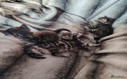 Bengal cats for sale: Bengal x Ragdoll kittens  - Image 6