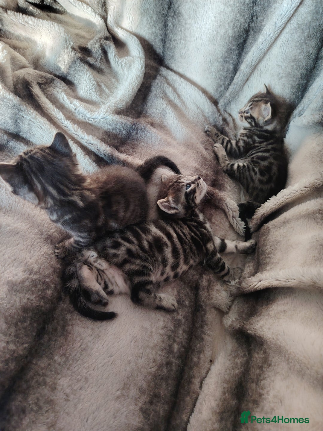 Bengal cats for sale: Bengal x Ragdoll kittens  - Image 6