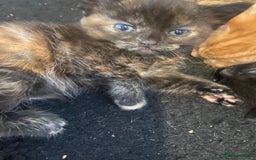 British Shorthair cats for sale: Lovely kittens soon ready for their forever home - Image 6