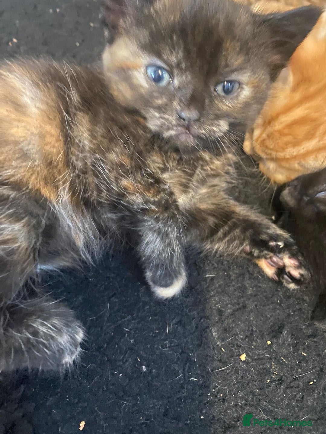British Shorthair cats for sale: Lovely kittens soon ready for their forever home - Image 6