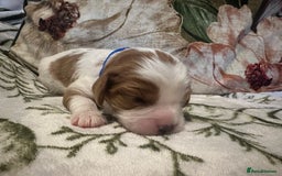 Mixed Breed dogs for sale: Cockalier puppies  - Advert 10