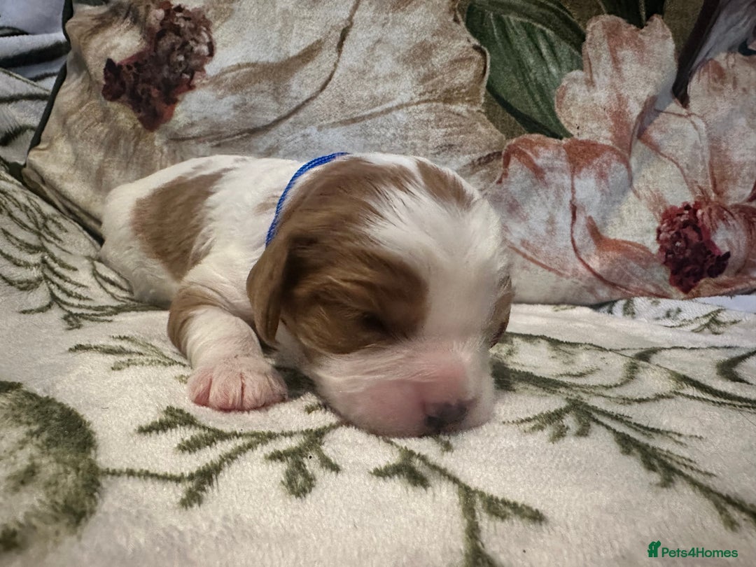 Mixed Breed dogs for sale: Cockalier puppies  - Advert 10