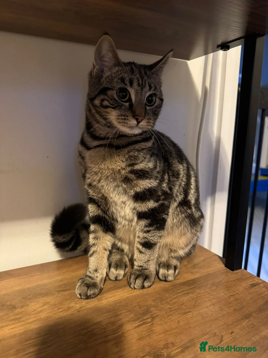 Mixed Breed cats for sale: Mum&daughter cats to go together  - Advert 4