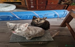 Mixed Breed cats for sale: 4 Beautiful kittens ready for loving home  ♥️ - Image 23