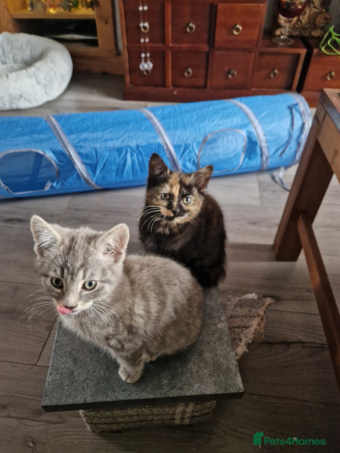 Mixed Breed cats for sale: 4 Beautiful kittens ready for loving home  ♥️ - Image 23
