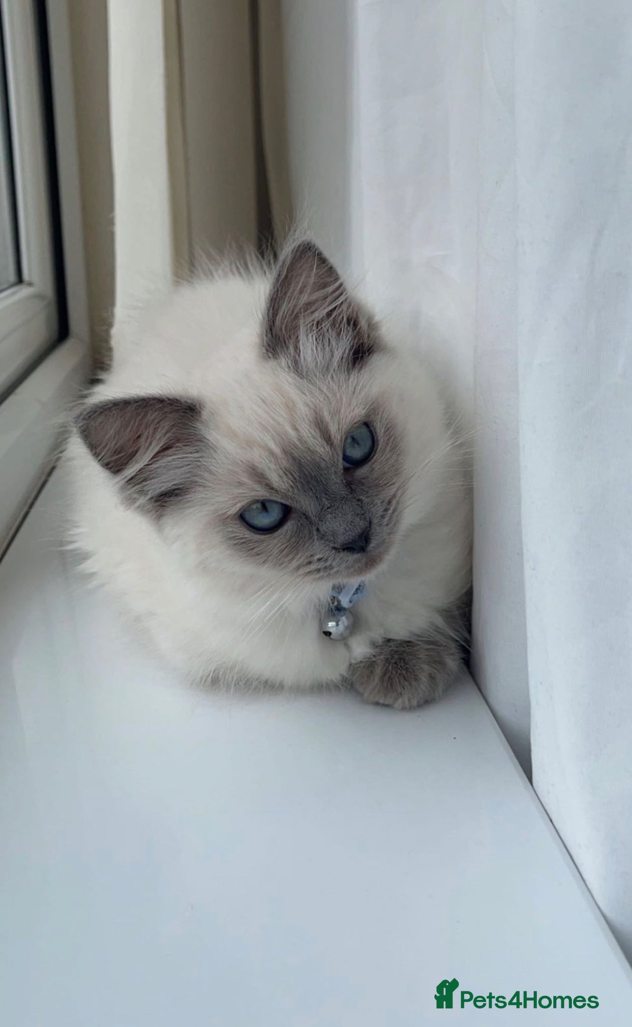 Ragdoll cats for sale: Two Lovely Kittens (3 Months) Half Ragdoll/Tabby in Birmingham - Advert 2