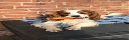 Mixed Breed dogs for sale: Comfort Retriever 5* breeder  in Whitchurch - Advert 4