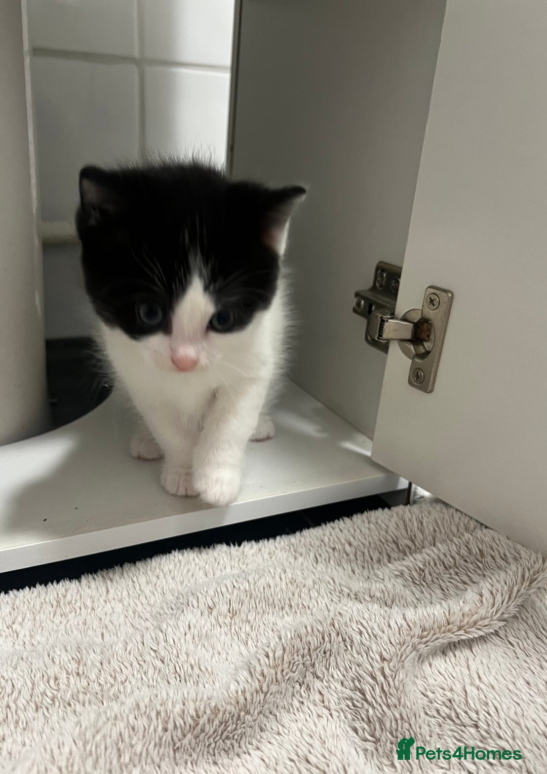 Mixed Breed cats for sale: A Surprise Litter. Dot’s first and last!  - Advert 23