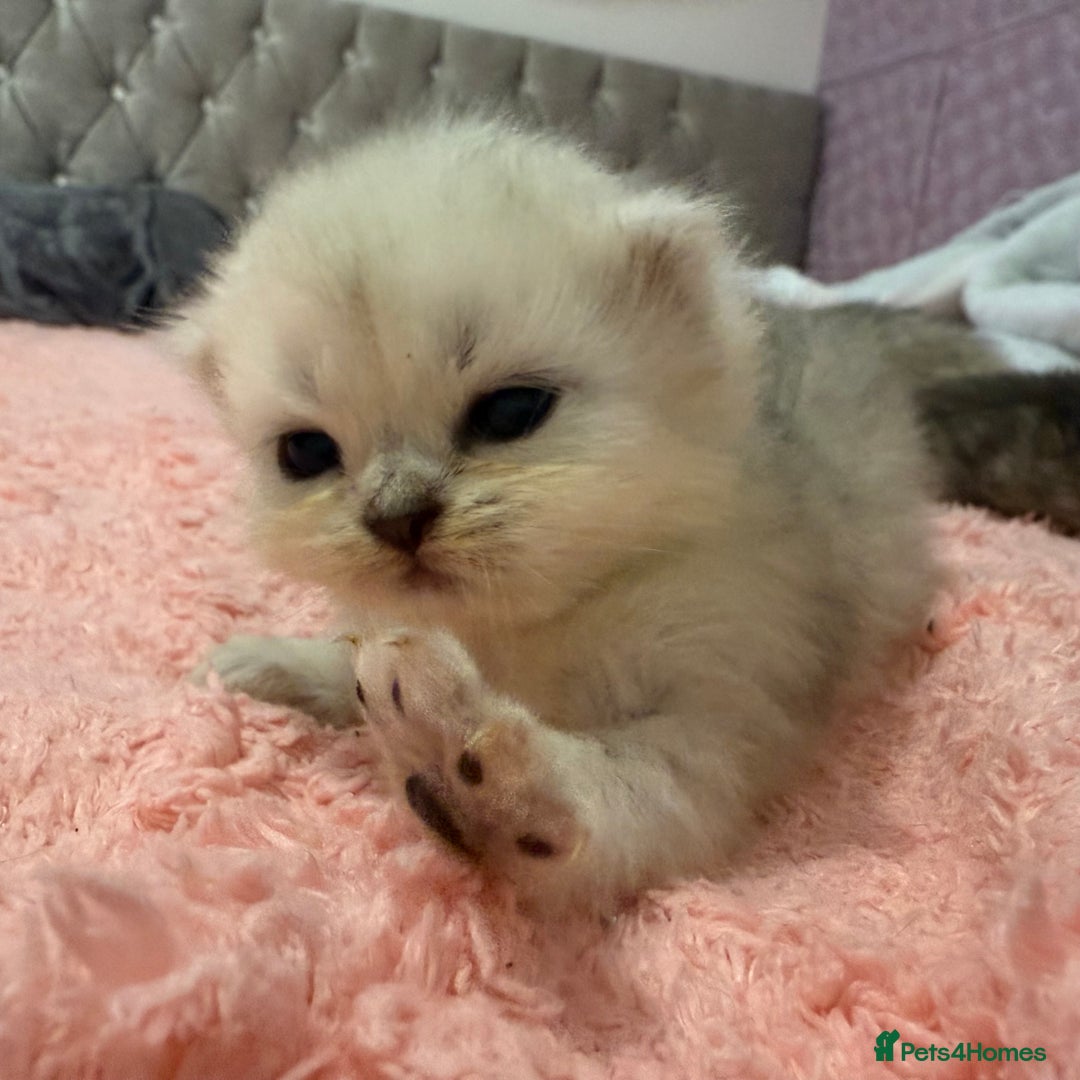 Persian cats for sale: Persian chinchilla kittens  - Image 9