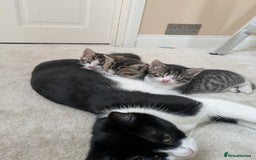 Mixed Breed cats for sale: Kittens looking for a loving home! - Image 2