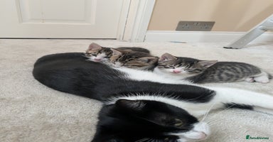 Mixed Breed cats - Advert 5