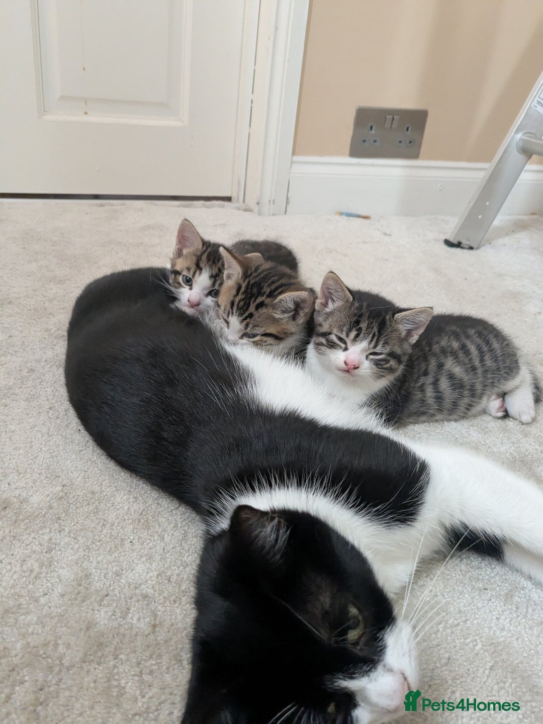 Mixed Breed cats for sale: Kittens looking for a loving home! - Image 2