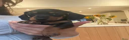 Miniature Dachshund dogs for sale: Mini Dachshunds - Ready for their forever homes in Peterborough - Advert 5