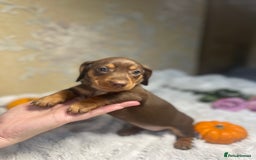 Dachshund dogs for sale: Dachshund Miniature  - Image 32