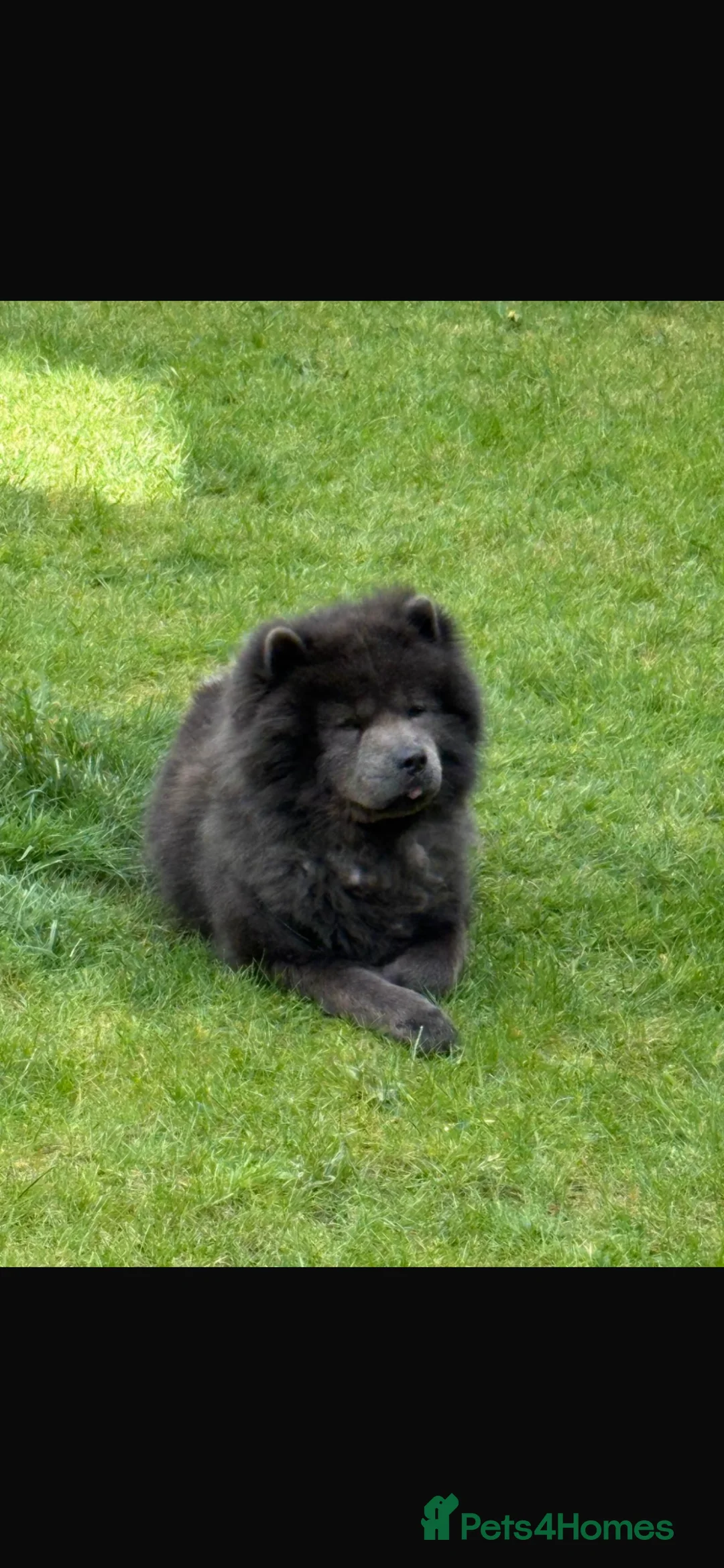 Chow Chow dogs for sale: Chow Chow  **   in Halesowen - Advert 1