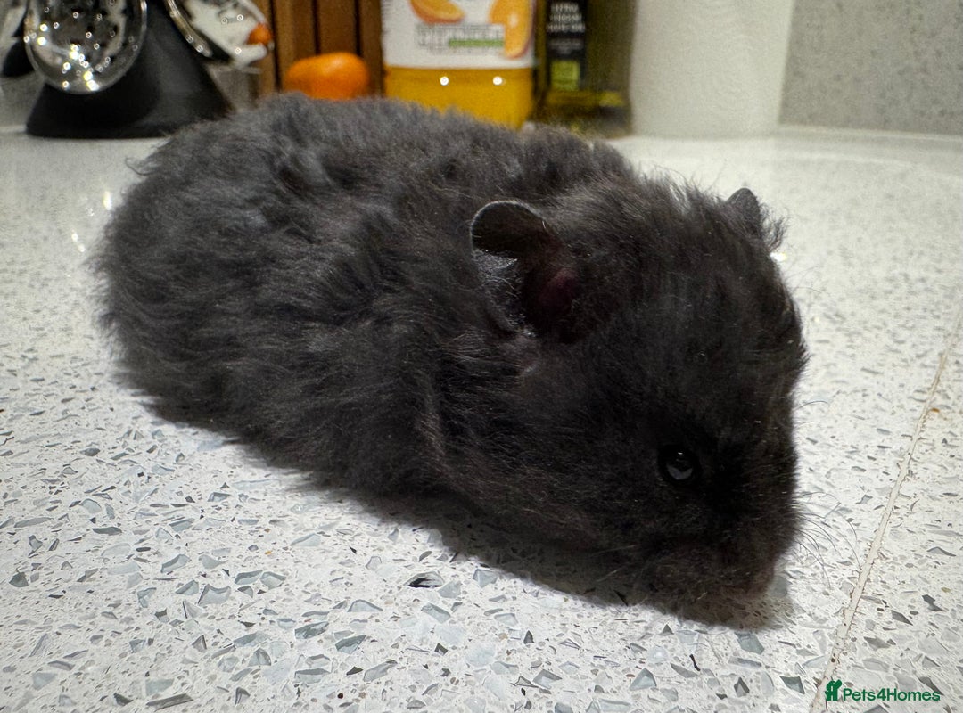Hamster rodents for sale: Stunning pedigree Syrian hamsters  - Image 1