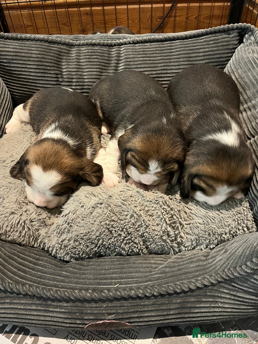 Beagle dogs for sale: Champion Bred Puppies (KC Reg) - Advert 7
