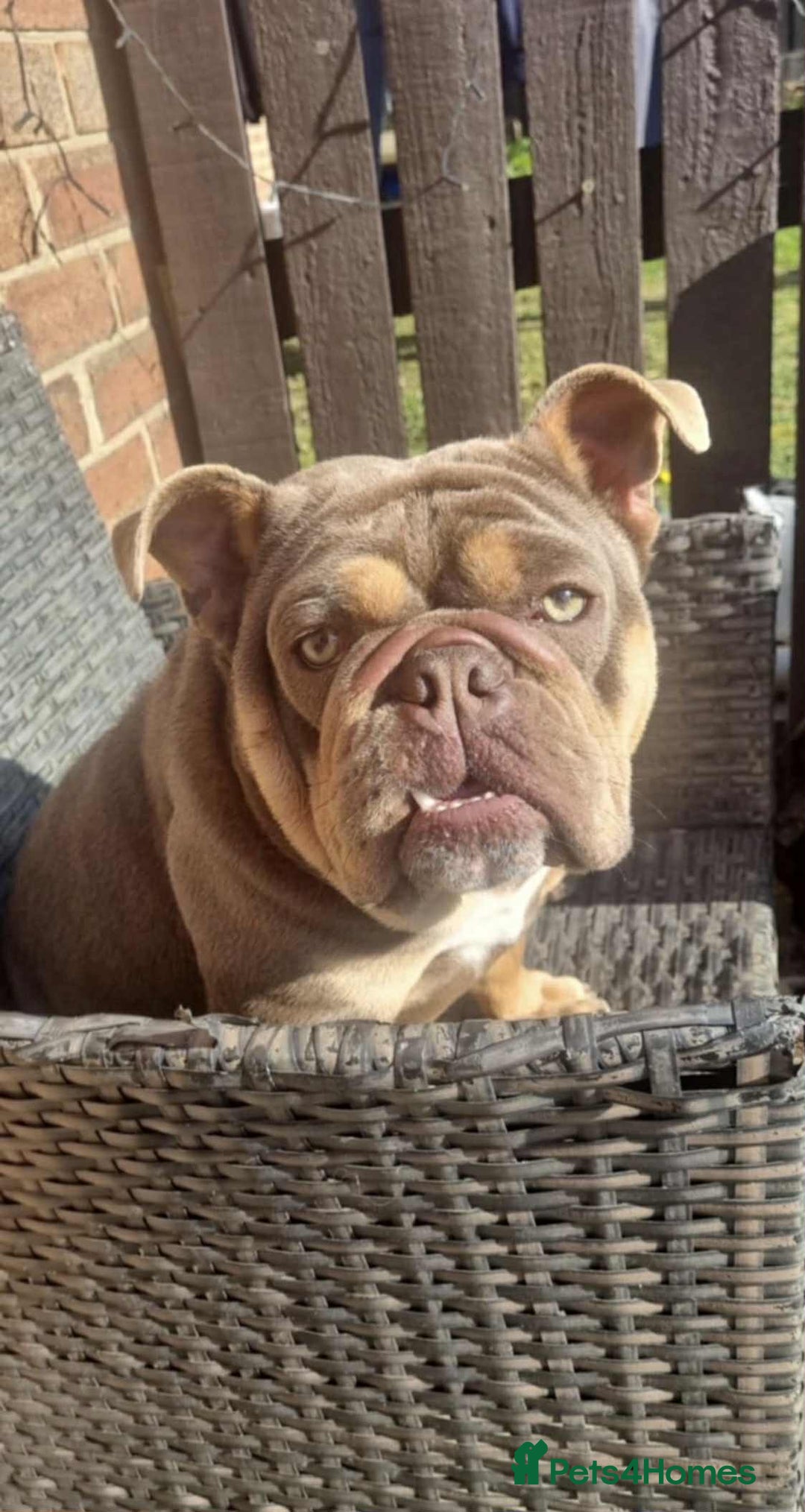 English Bulldog dogs for sale: Beautiful English bulldog - Image 2