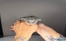 Maine Coon cats for sale: XL maine coon kittens available in Market Rasen - Image 3
