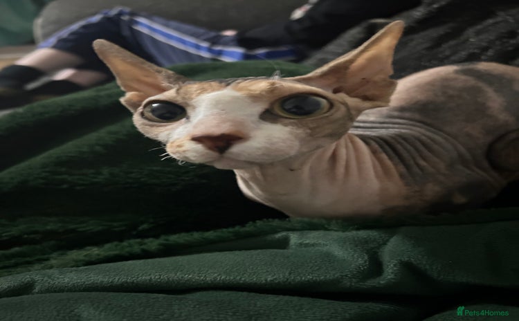 Sphynx cats - Advert 6
