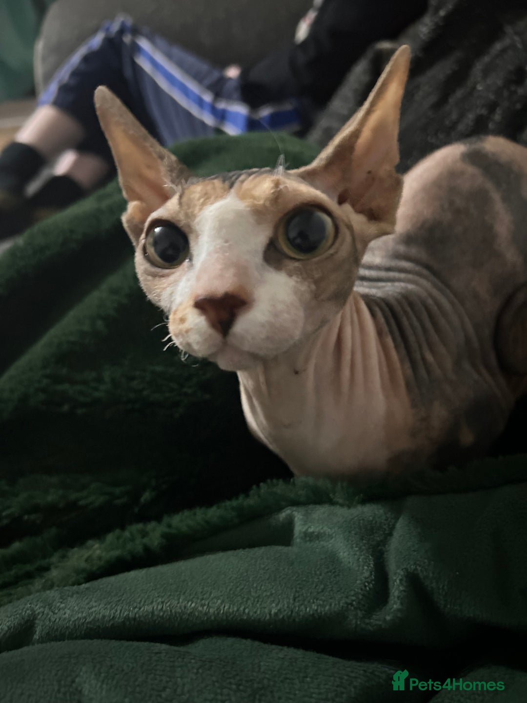 Sphynx cats for sale: Female sphynx  - Image 1