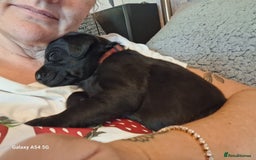 Labrador Retriever dogs for sale: Pedigree Black labrador pups  - Image 9