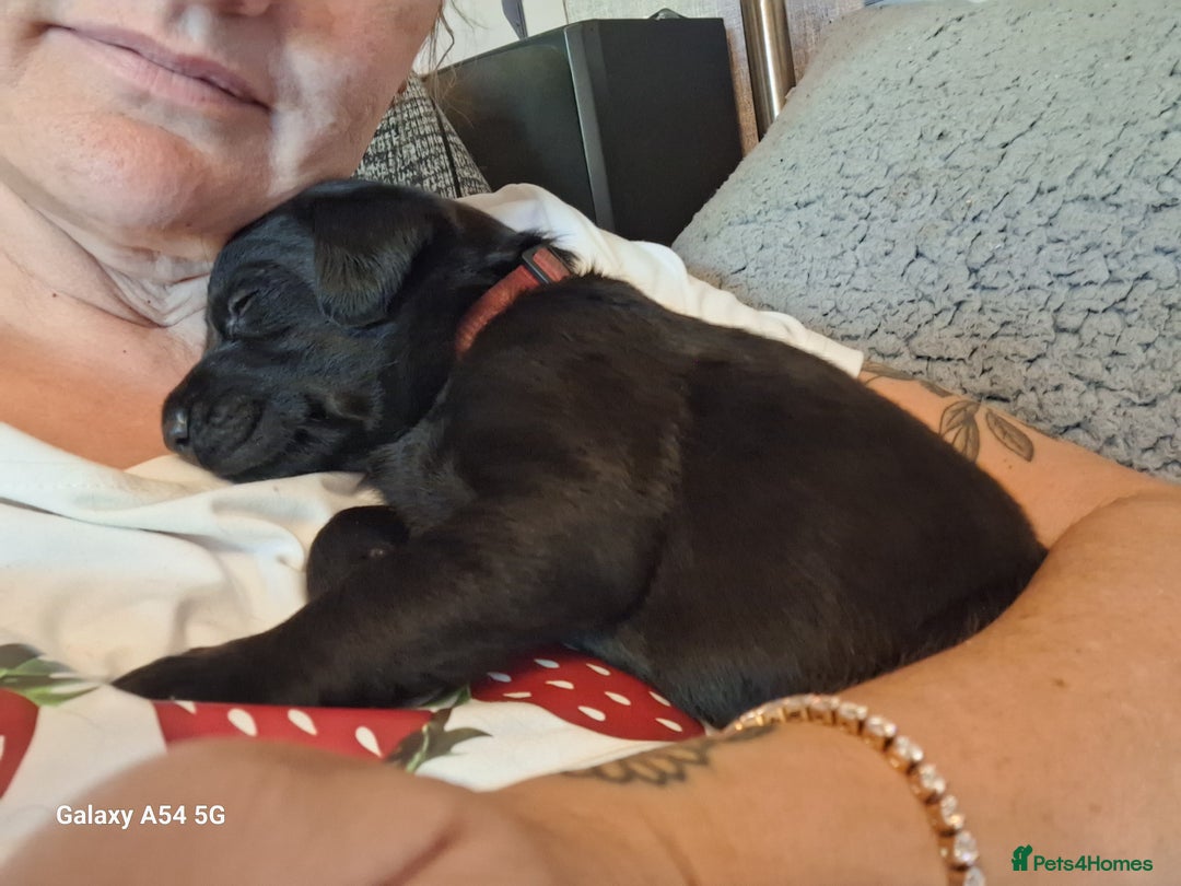 Labrador Retriever dogs for sale: Pedigree Black labrador pups  - Image 9