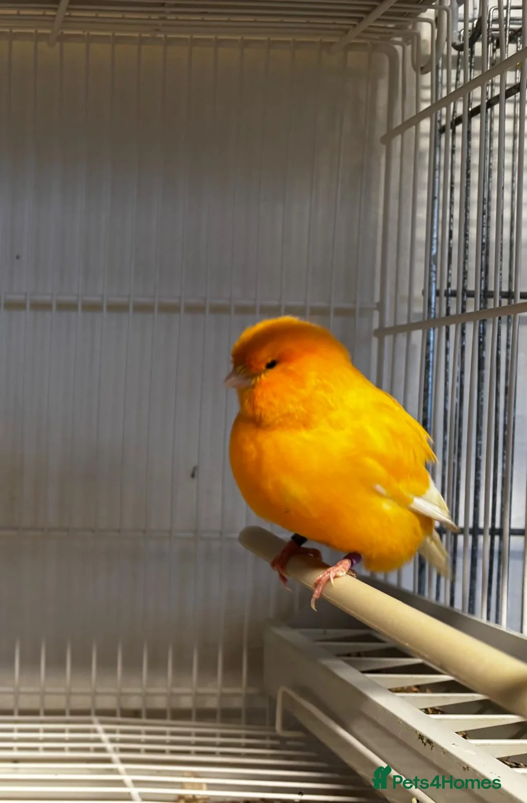 Mixed Breed birds for sale: Norwich cross canary  - Advert 3