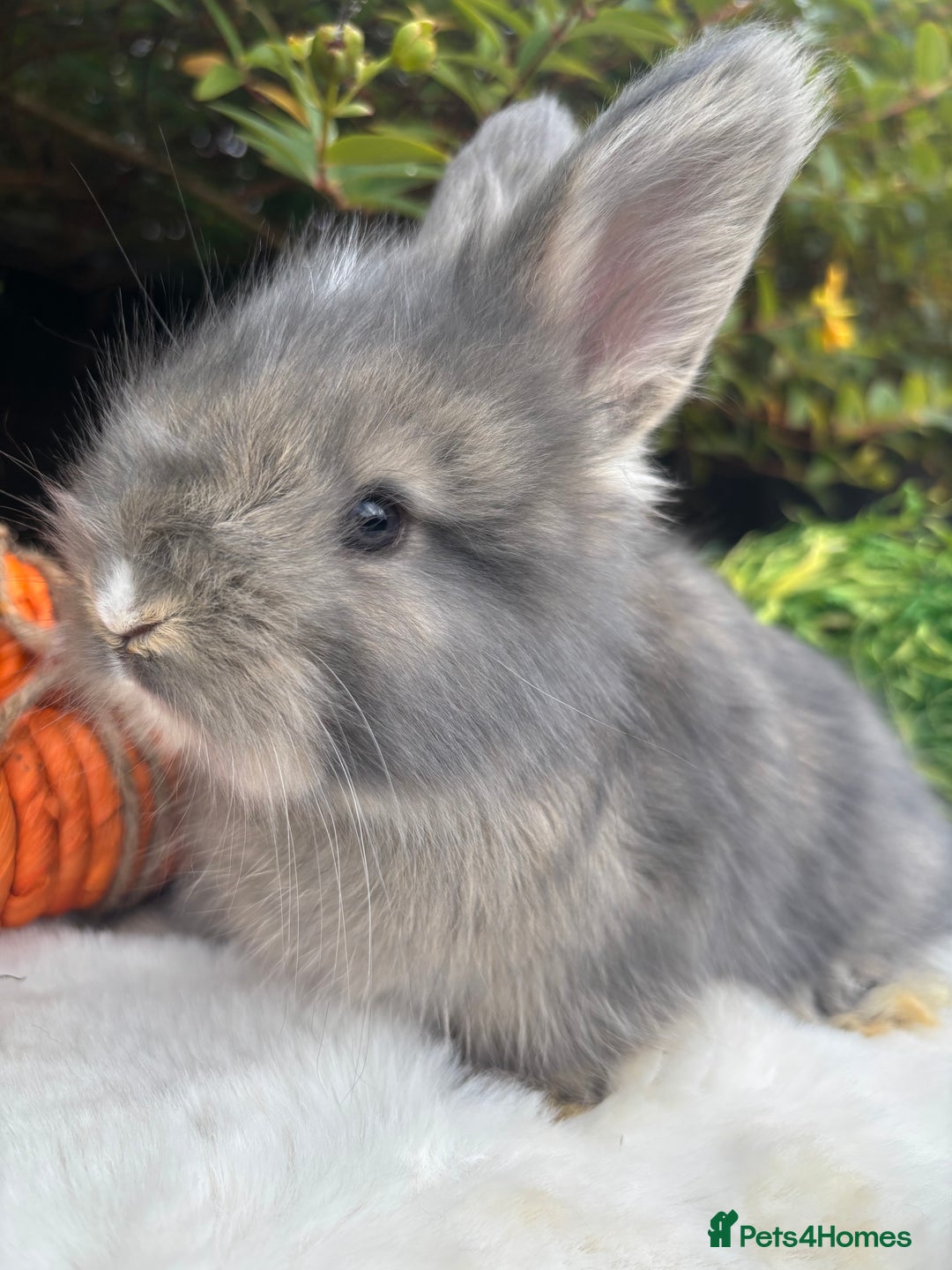 Angora rabbits for sale: Angora bunnies. 20.07.25 8 weeks old   - Image 4