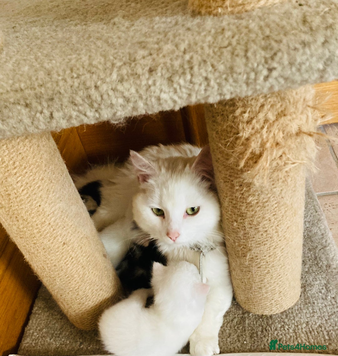 Mixed Breed cats for sale: Turkish Angora x Kittens - Image 6