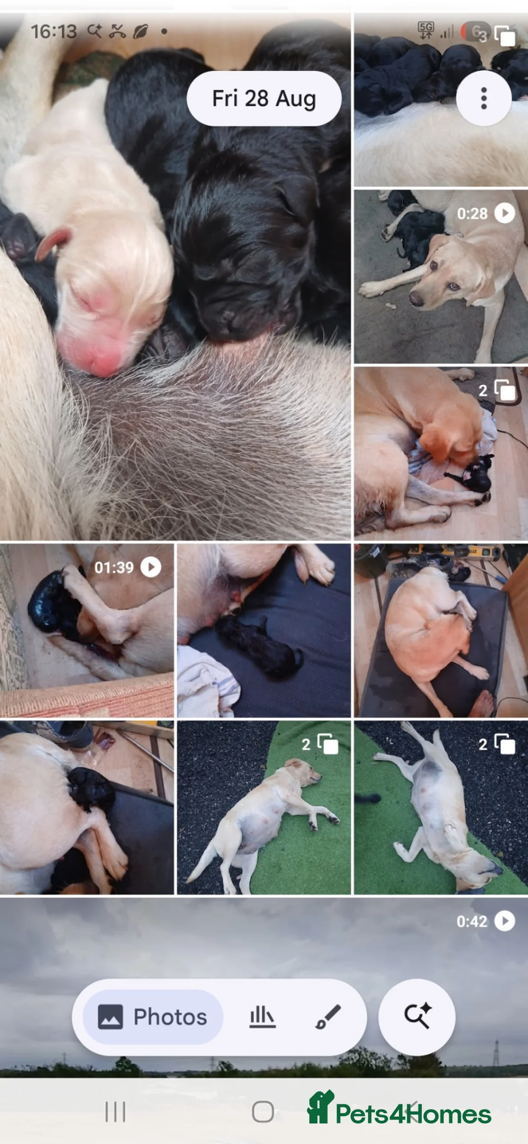Labrador Retriever dogs for sale: Male Labrador Retriever Puppy 9 weeks old  in London - Advert 7