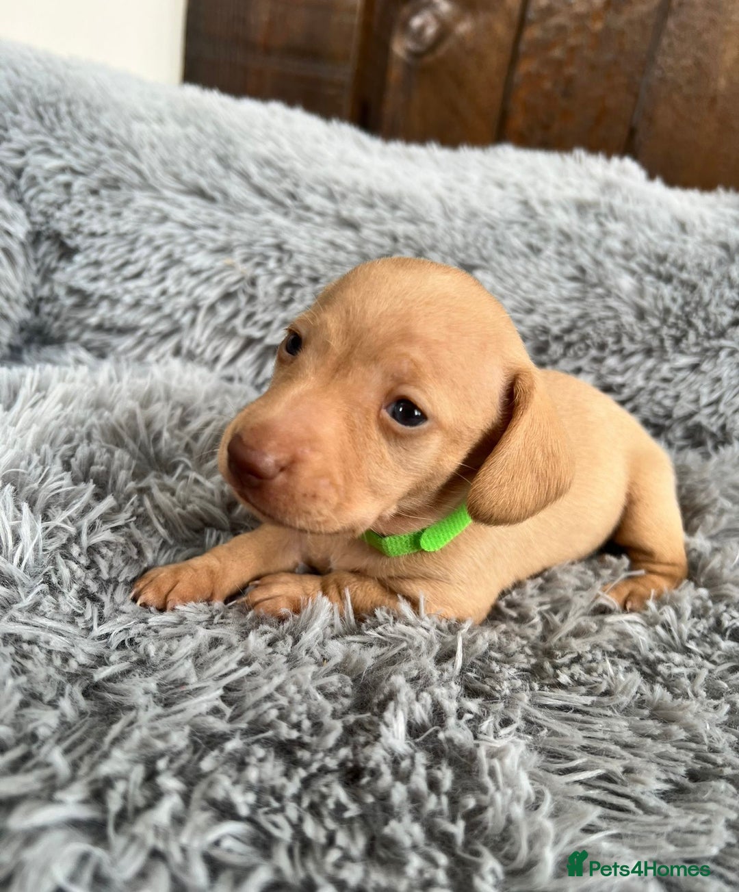Miniature Dachshund dogs for sale: Quality Miniature Dachshund - Smooth Creams - Image 14