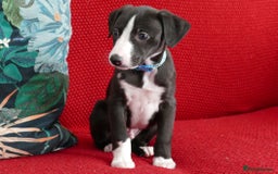 Whippet dogs for sale: Beautiful Pedigree Whippet puppies, healthy happy  - Image 4