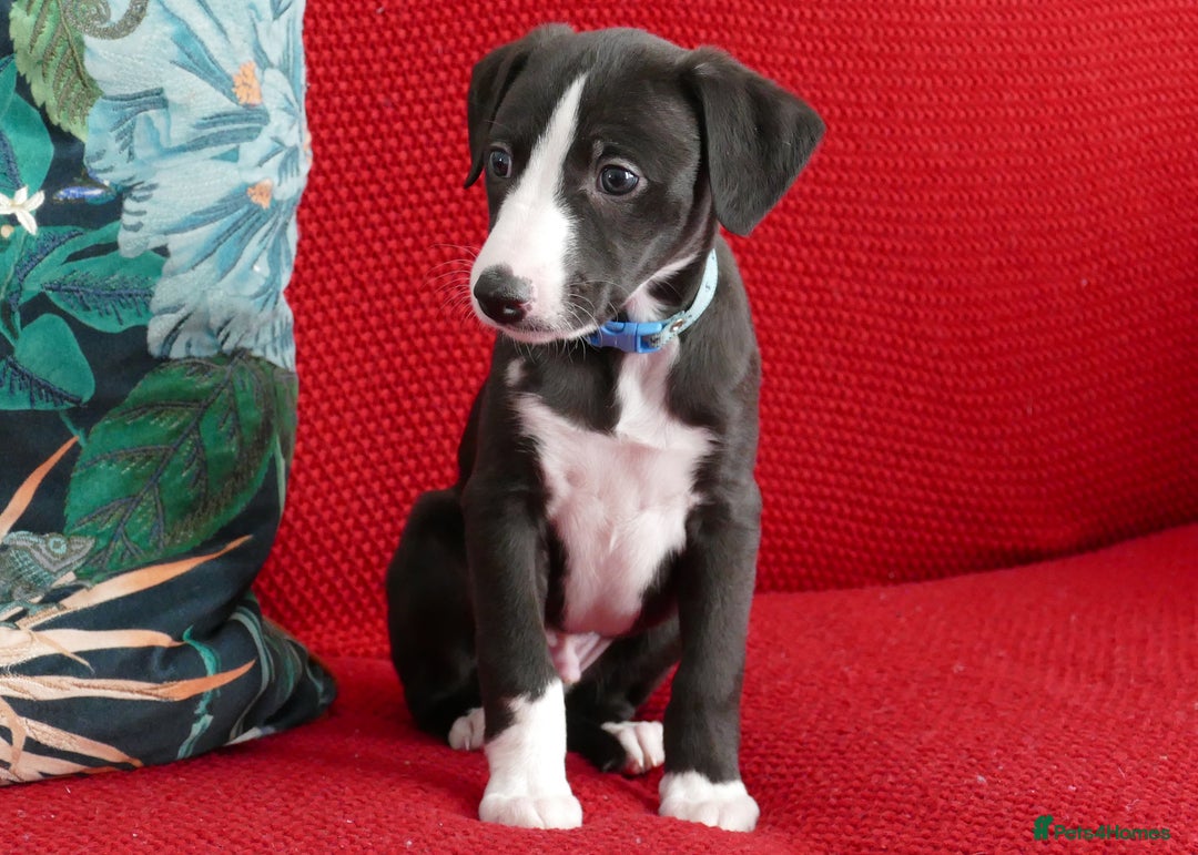 Whippet dogs for sale: Beautiful Pedigree Whippet puppies, healthy happy  - Image 4