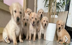 Golden Retriever dogs for sale: Available for STUD - Image 23