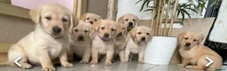 Golden Retriever dogs for sale: Available for STUD - Advert 23