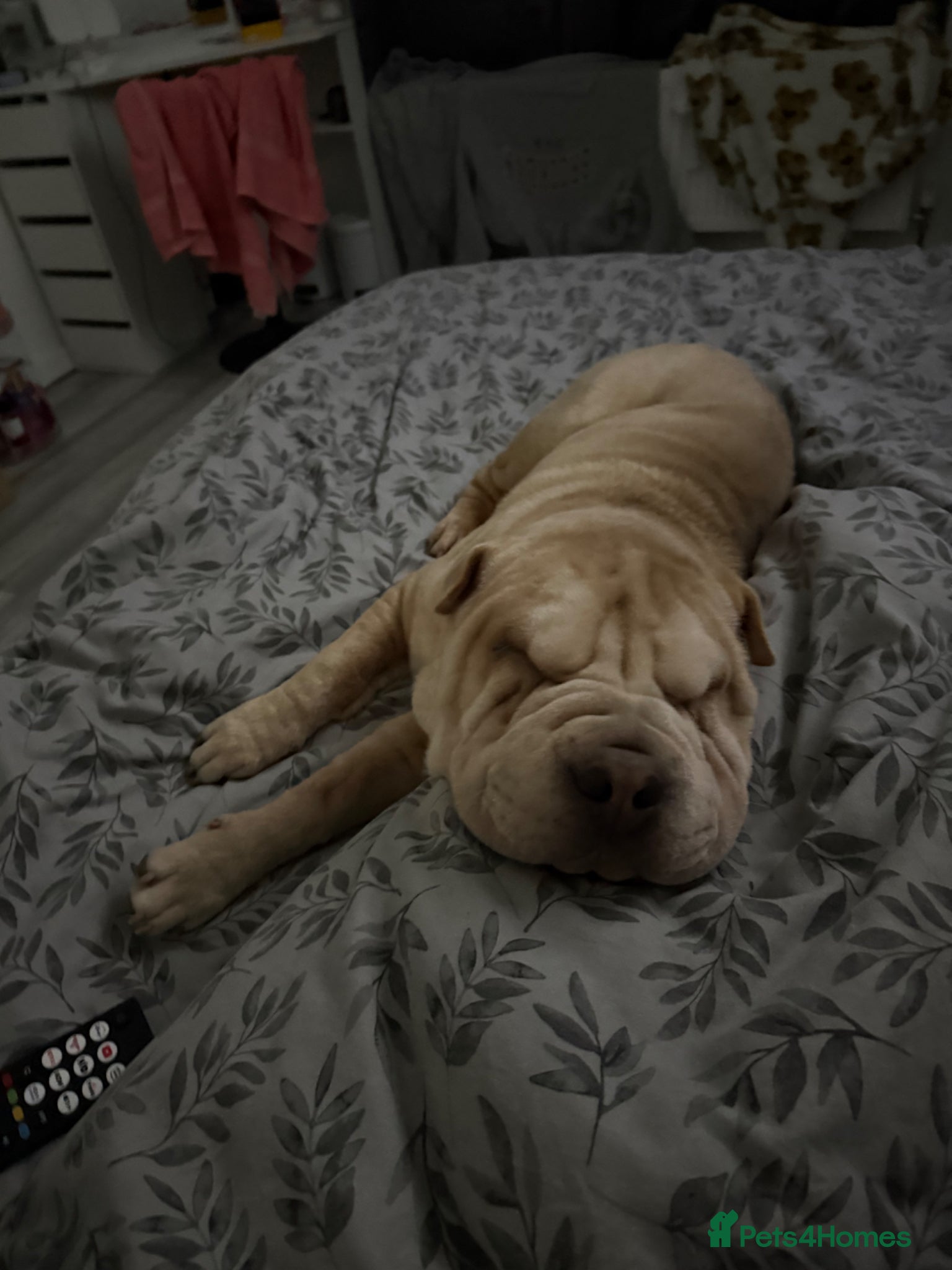 Shar Pei dogs Echoo  - Advert 2