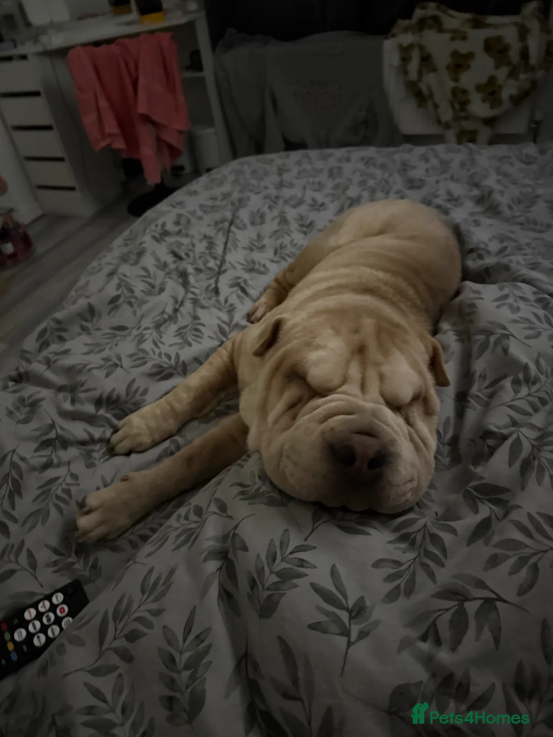 Shar Pei dogs for sale: Echoo  in Saint Helens - Advert 1