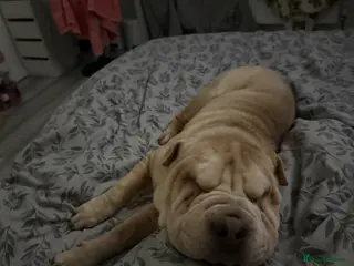 Shar Pei dogs Echoo - Advert 15